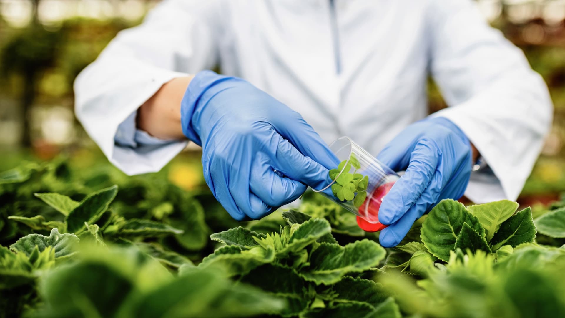 Researcher collecting a leaf sample above a greenhouse crop